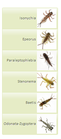 Text followed by image